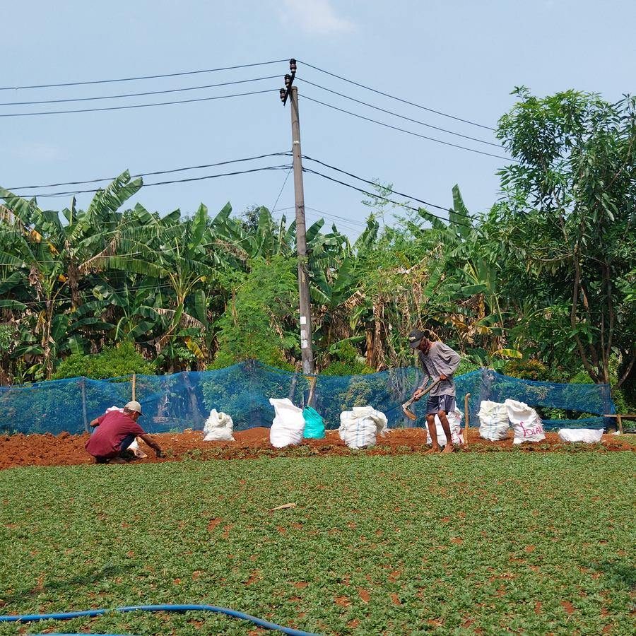 Proyek landscape PT Trisula Jaya Laksana