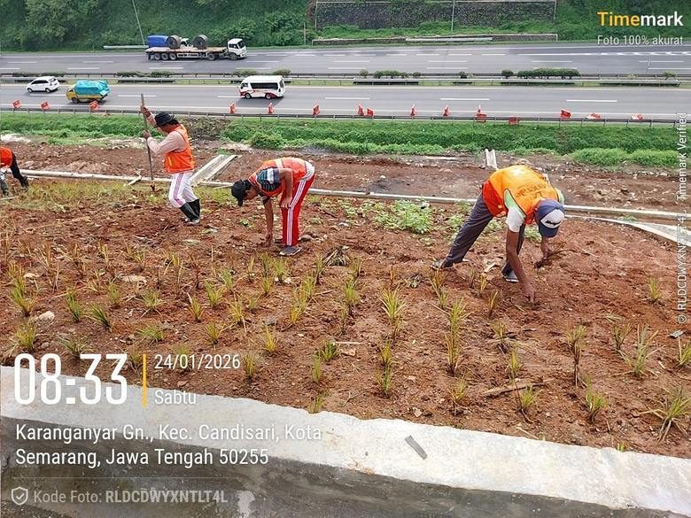 Pemasangan rumput teki lereng KM430